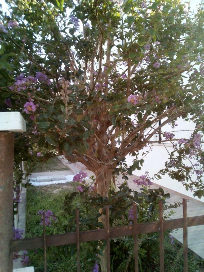 מסטרה The Judas Trees מראה חיצוני תמונה